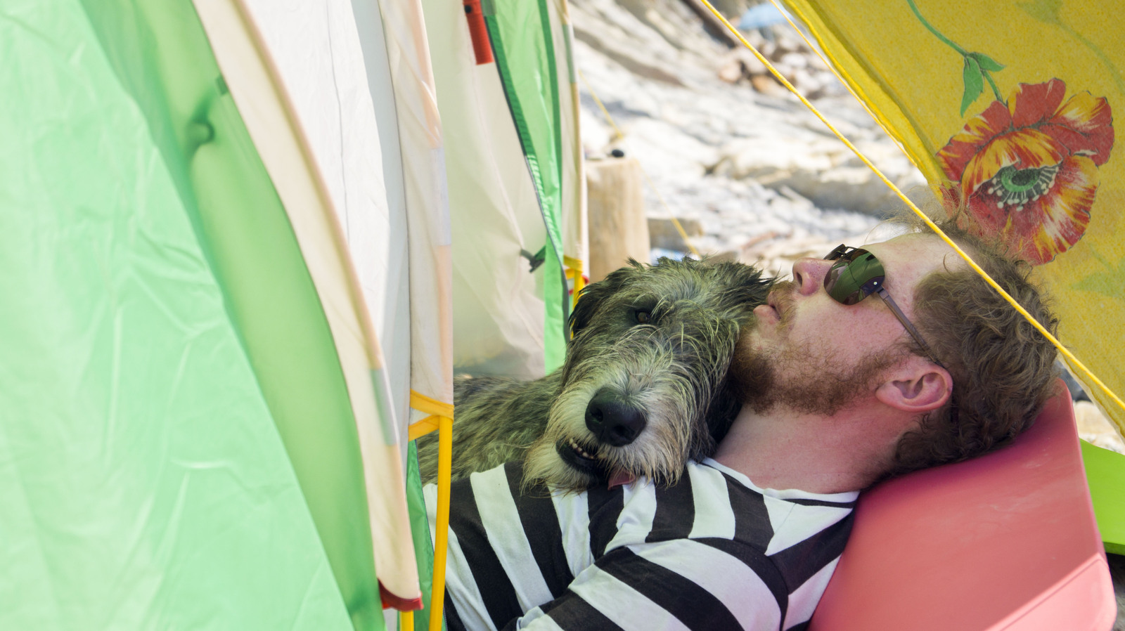 Last trip to the sea before the next move. - My, Dog, , Summer, Beach, Sunset, Greyhound, Sheltie, Irish wolfhound, Longpost