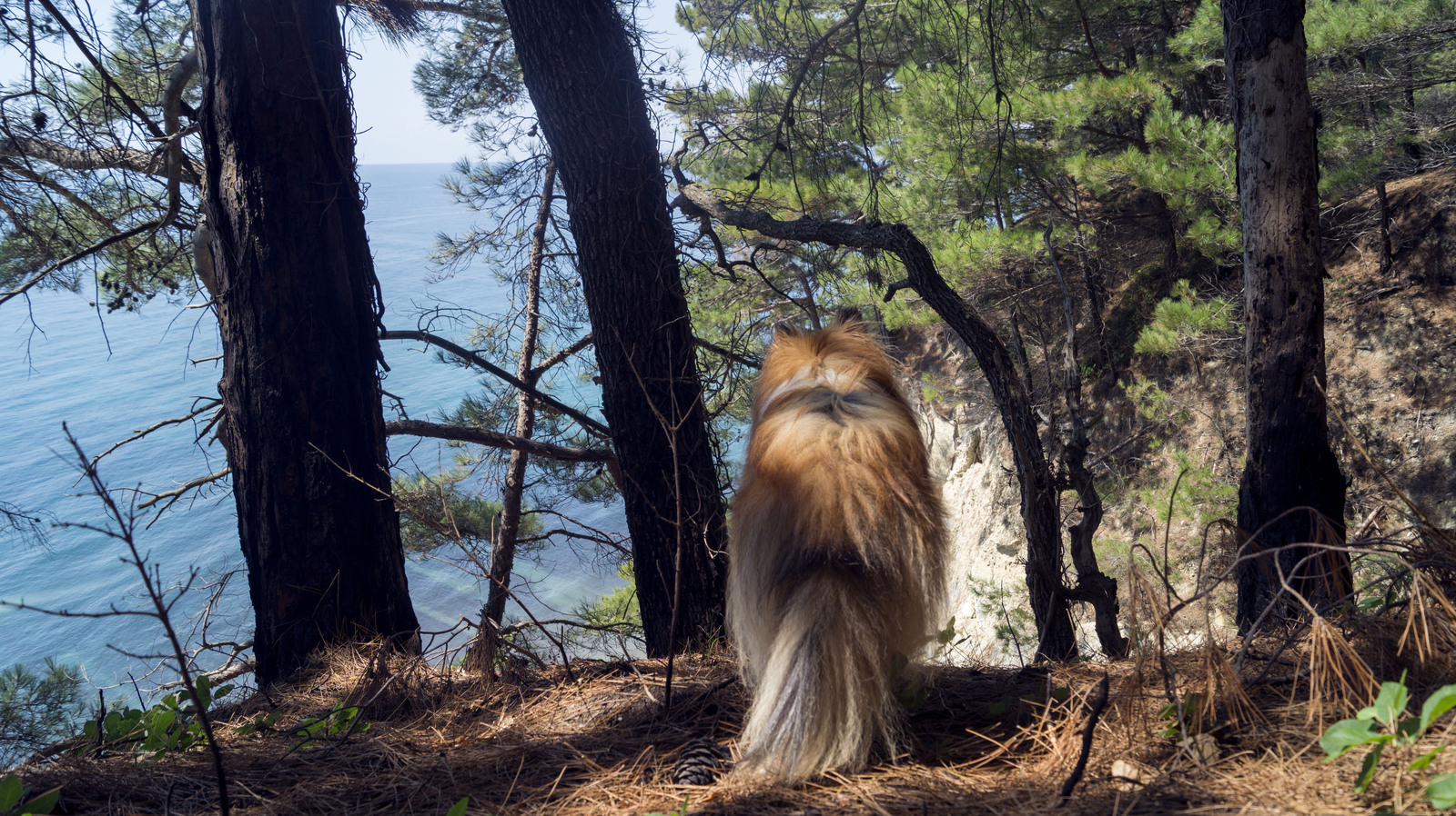 Last trip to the sea before the next move. - My, Dog, , Summer, Beach, Sunset, Greyhound, Sheltie, Irish wolfhound, Longpost