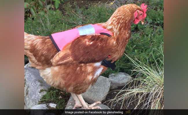 Caring hostess - Scotland, Savvy, Hen, Reflective vests, Funny, Video