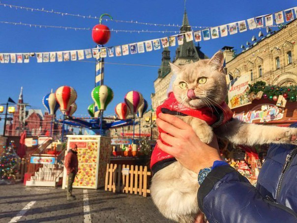 Дейси - кот, который путешествует больше тебя. - Кот, Дейси, Длиннопост