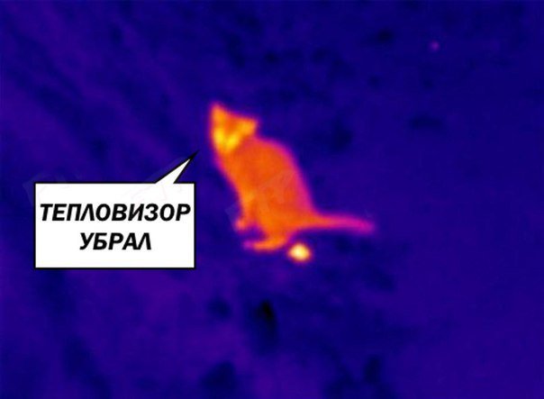 Warmth inside the cat - cat, Thermal imager, Milota