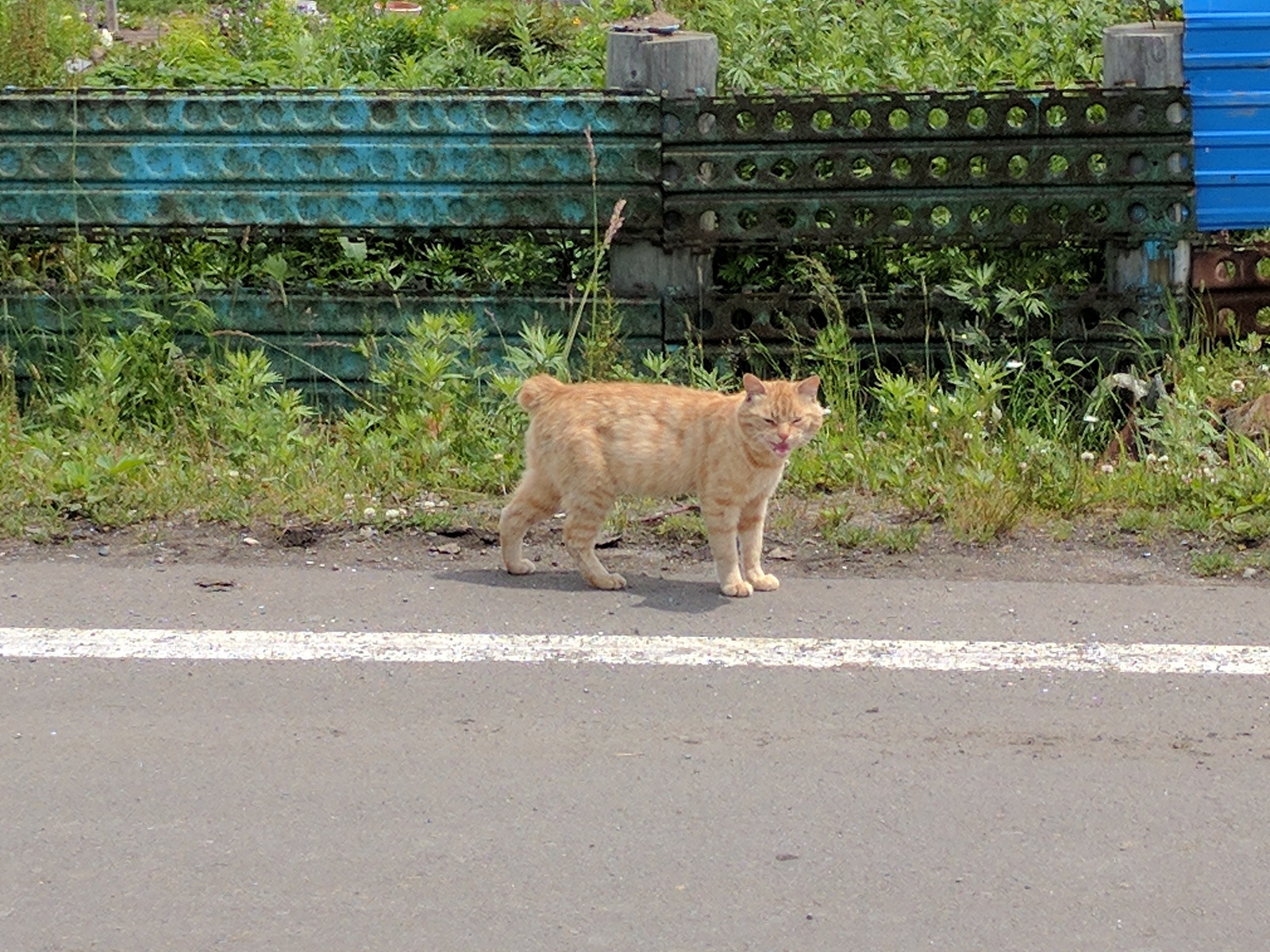 See the Kuriles and not die (journey to the ends of the world, part 5 and last) - My, South Kurils, Travels, Travel across Russia, Kunashir, Shikotan, Longpost, Volcano, Kurilian Bobtail