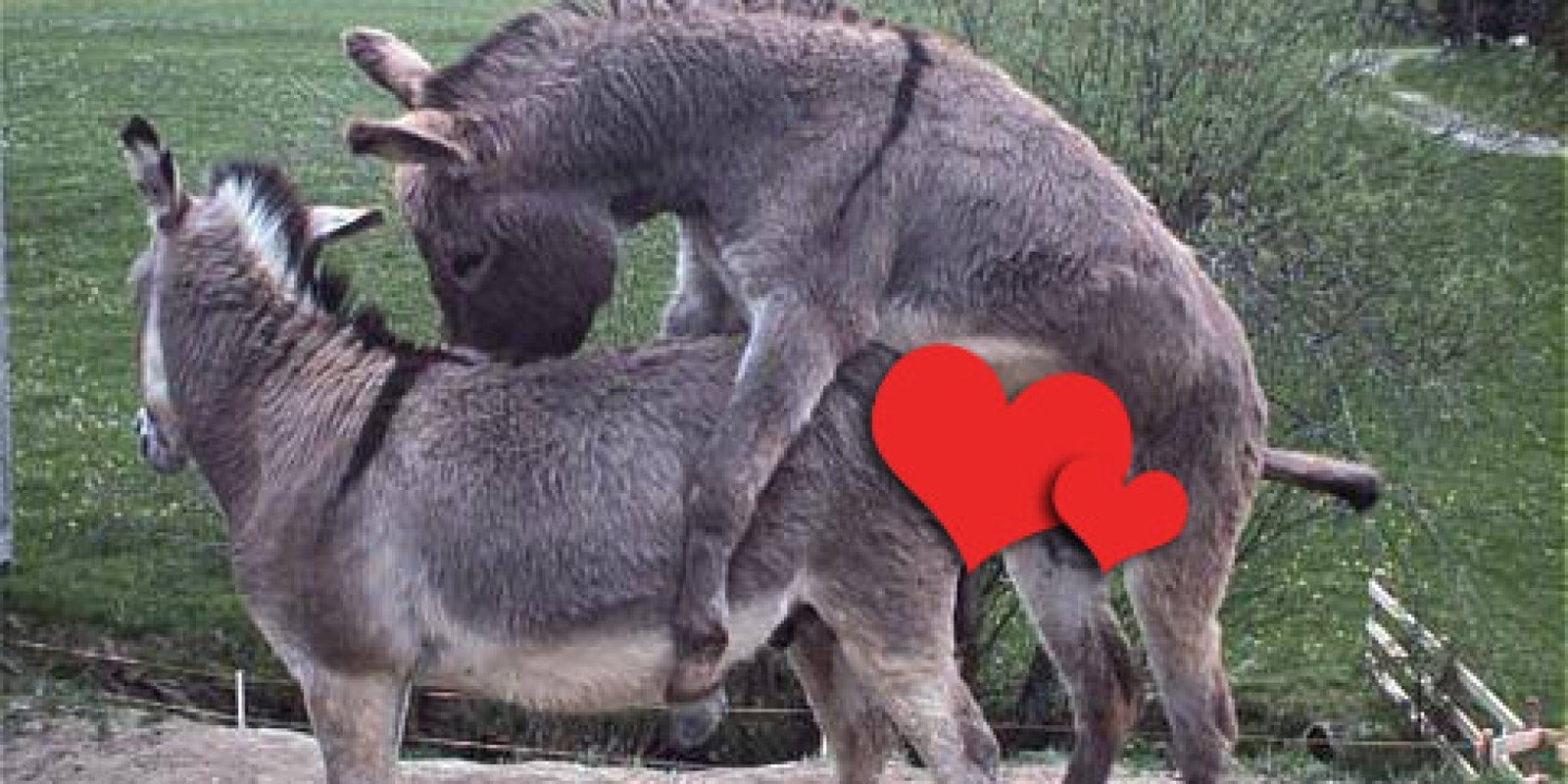 Gay donkey mating