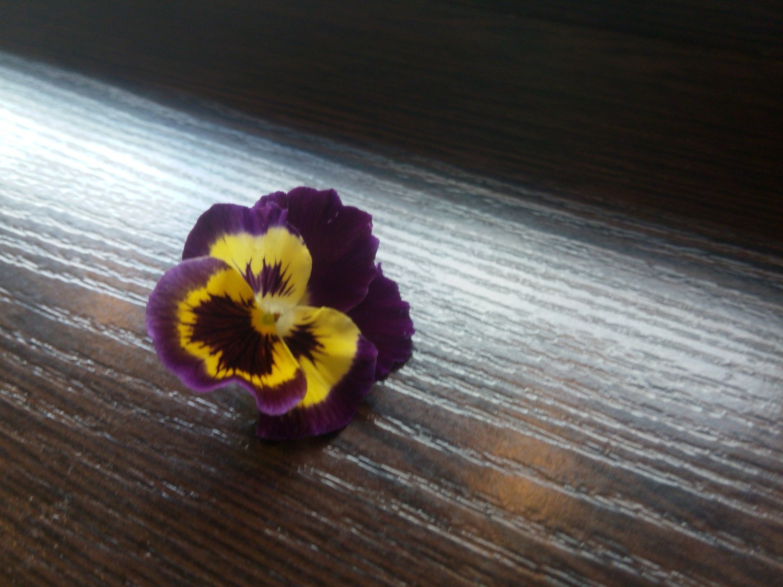 Pendant Pansies - My, Flowers, Pansies, Violets, Epoxy resin, Needlework without process, Pendant