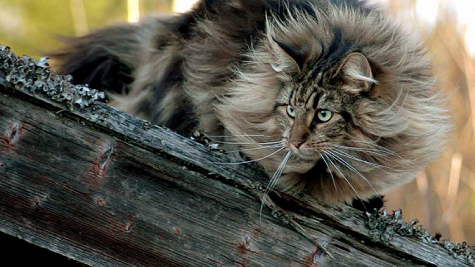 Norwegian Forest Compilation - The photo, cat, Norwegian Forest Cat, Longpost