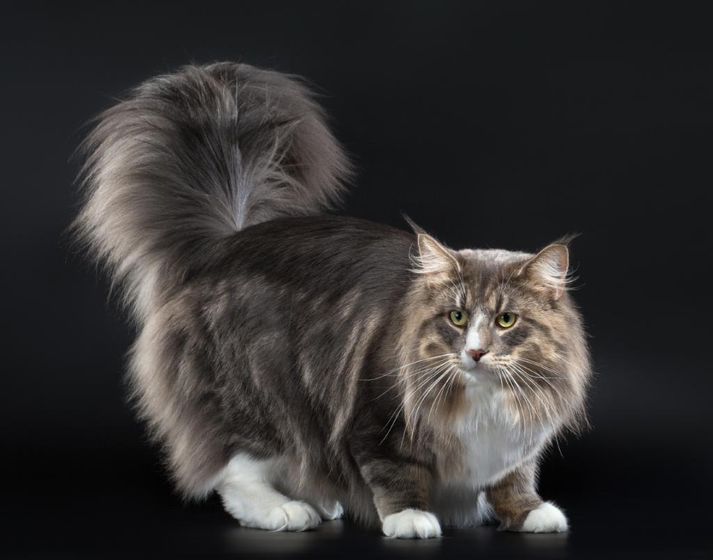 Norwegian Forest Compilation - The photo, cat, Norwegian Forest Cat, Longpost