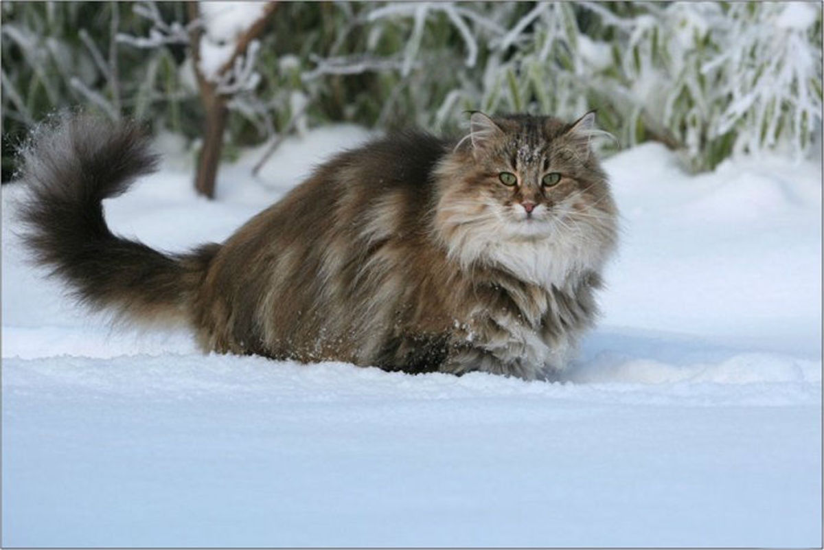 Норвежская лесная. Норвежский Лесной кот. Лесная Норвежская: кошка-Викинг. Сибирский Лесной кот. Норвежская ночная кошка.