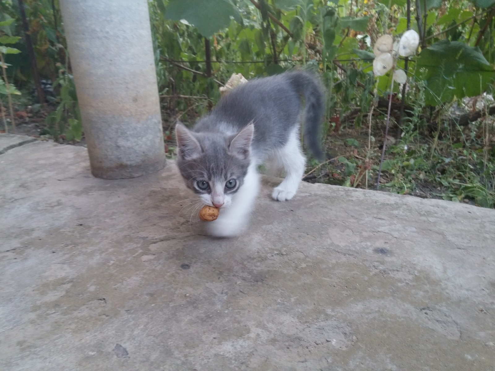 About kittens - My, cat, Pet, Catomafia, Kisiki, Longpost, Pets