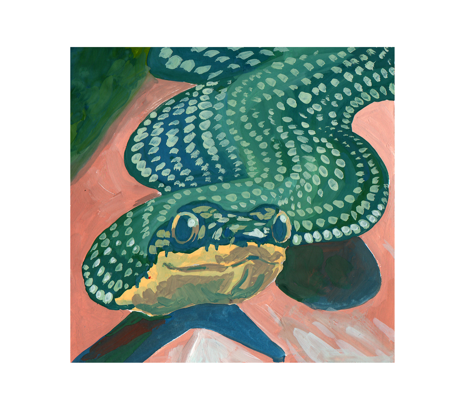 Chrysopelea paradisi Пикабу