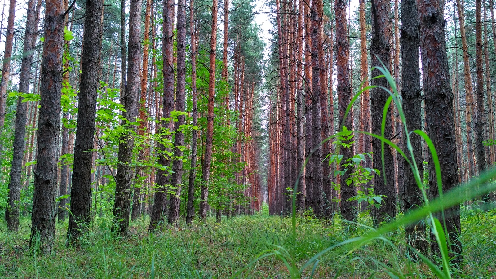 rural spaces. - My, Voronezh region, Landscape, Forest, The photo, Enthusiasm, Village, Nature, Longpost