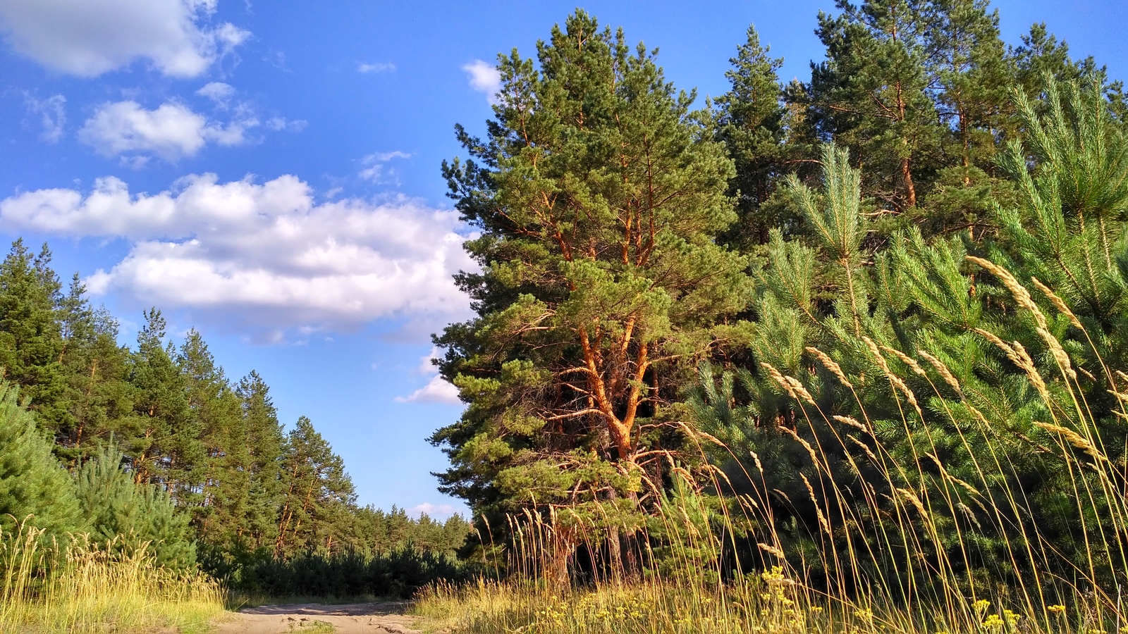 rural spaces. - My, Voronezh region, Landscape, Forest, The photo, Enthusiasm, Village, Nature, Longpost