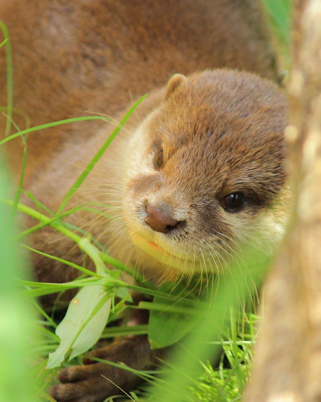 Calmness and thoughtfulness - Otter, Otters, Animals, Milota