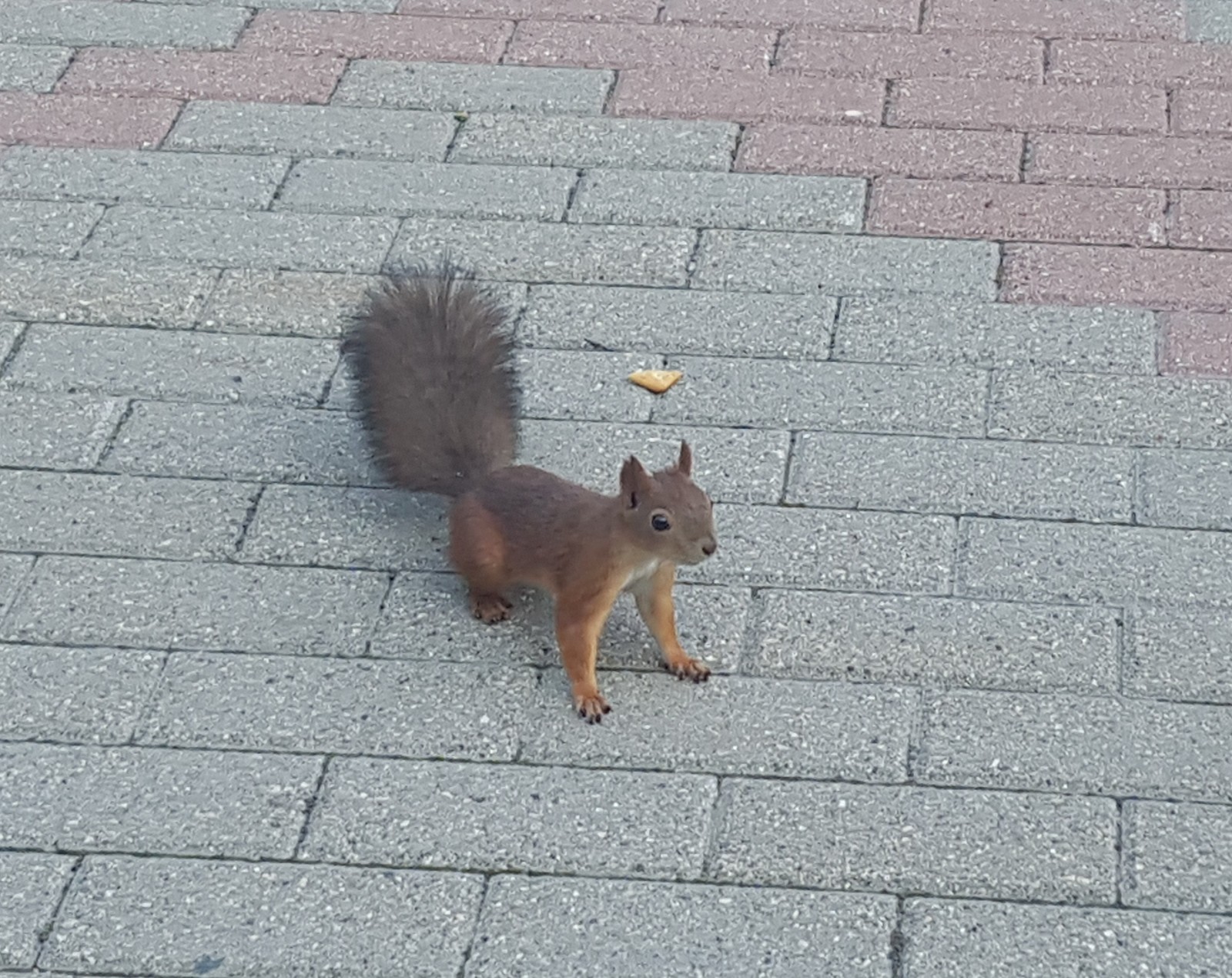 А насколько часто к вам приходит белочка? | Пикабу