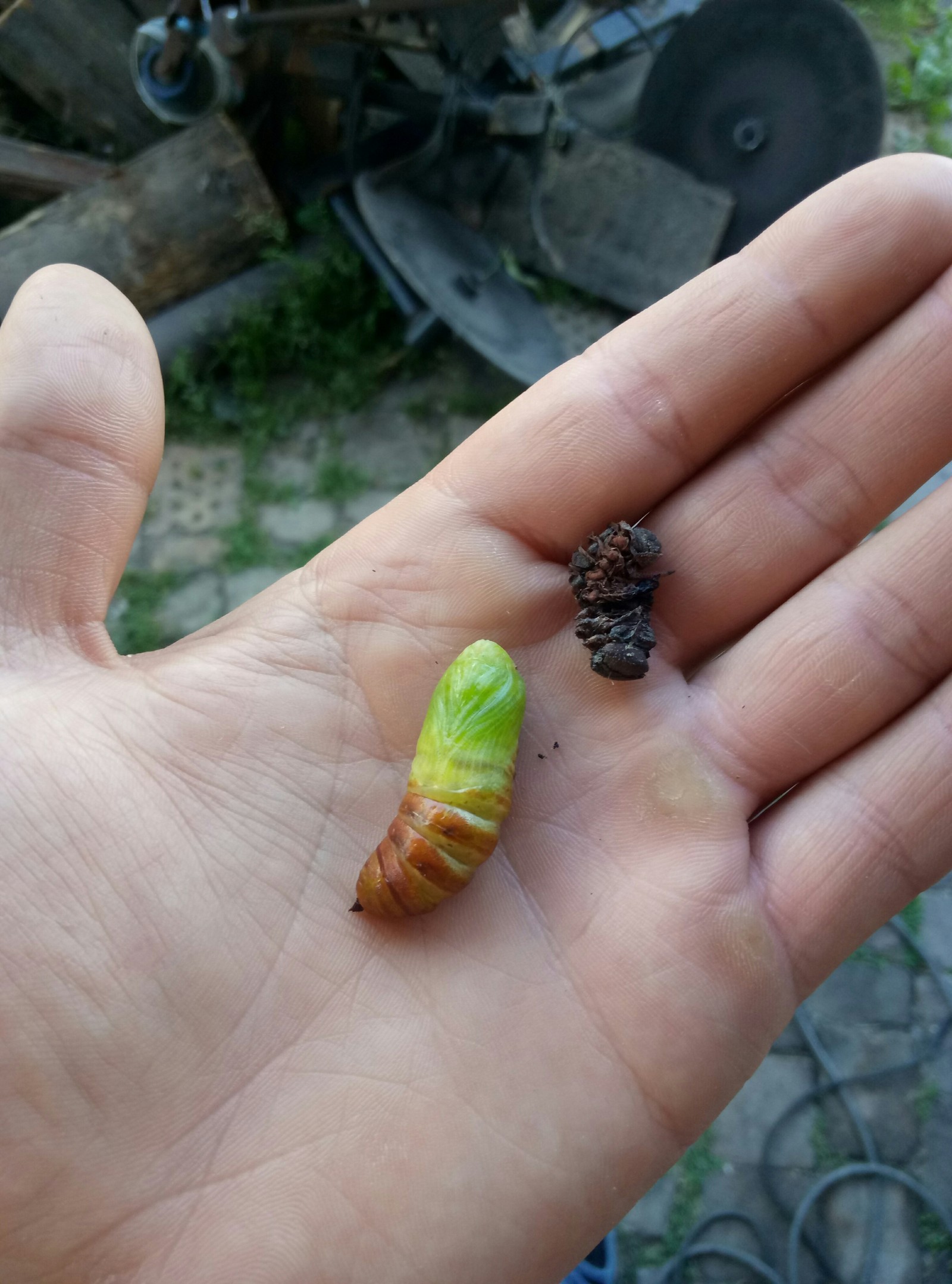 Hawk Moth Part 2 - My, Caterpillar, Chrysalis, Cocoon, Hawk, Longpost