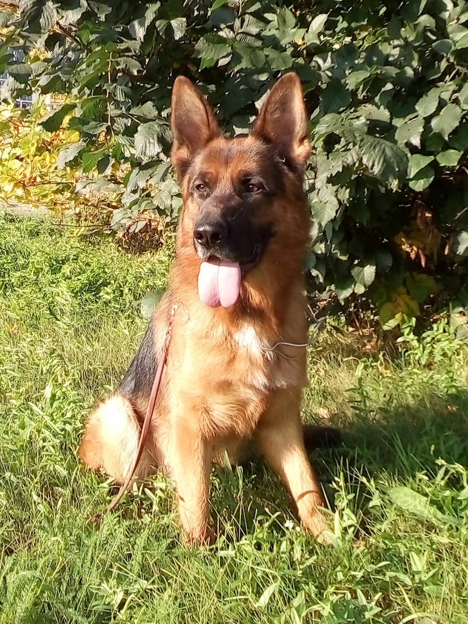 Happy dog - My, German Shepherd, Dog, Sheepdog, Walk, Longpost