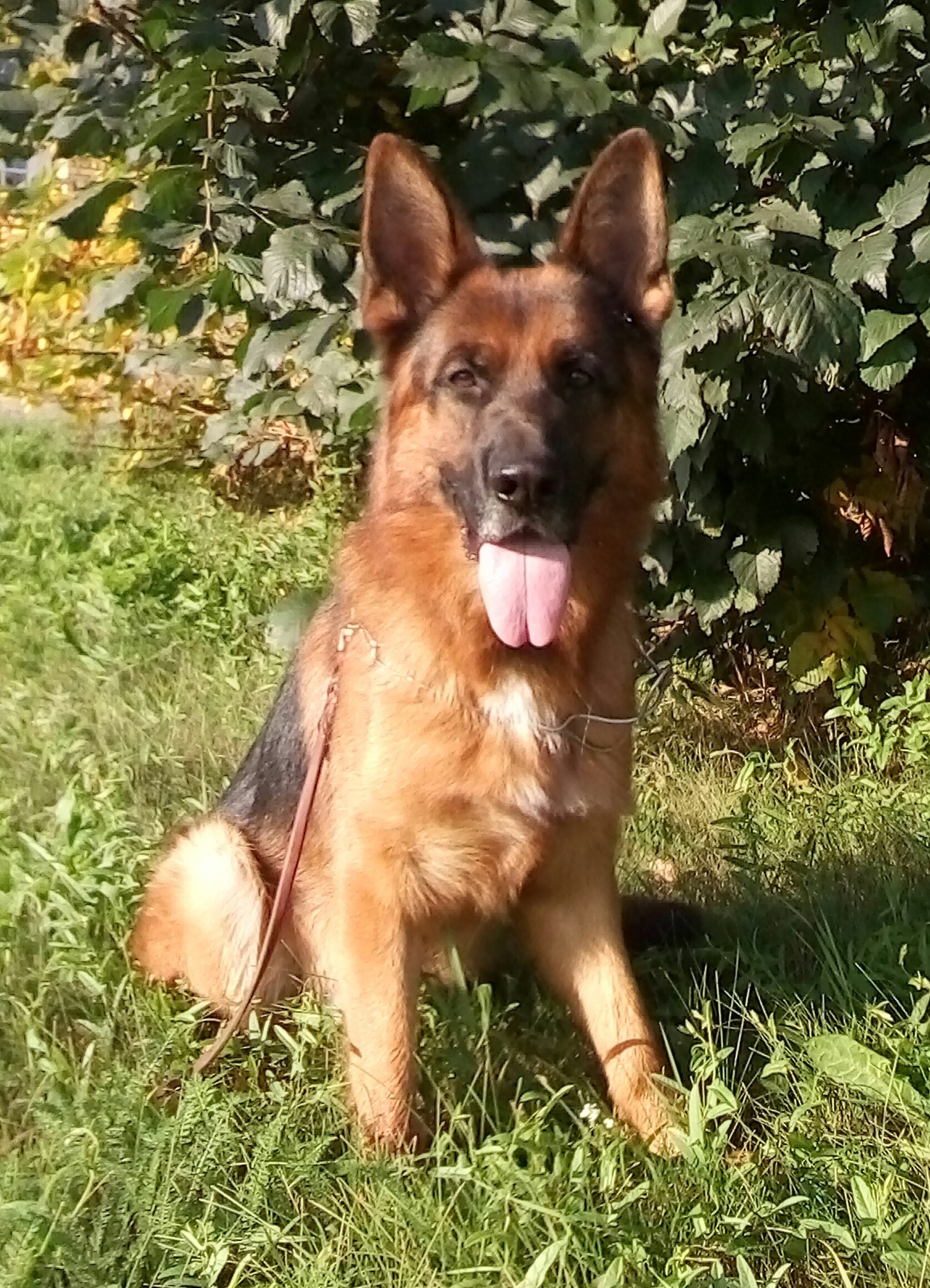 Happy dog - My, German Shepherd, Dog, Sheepdog, Walk, Longpost