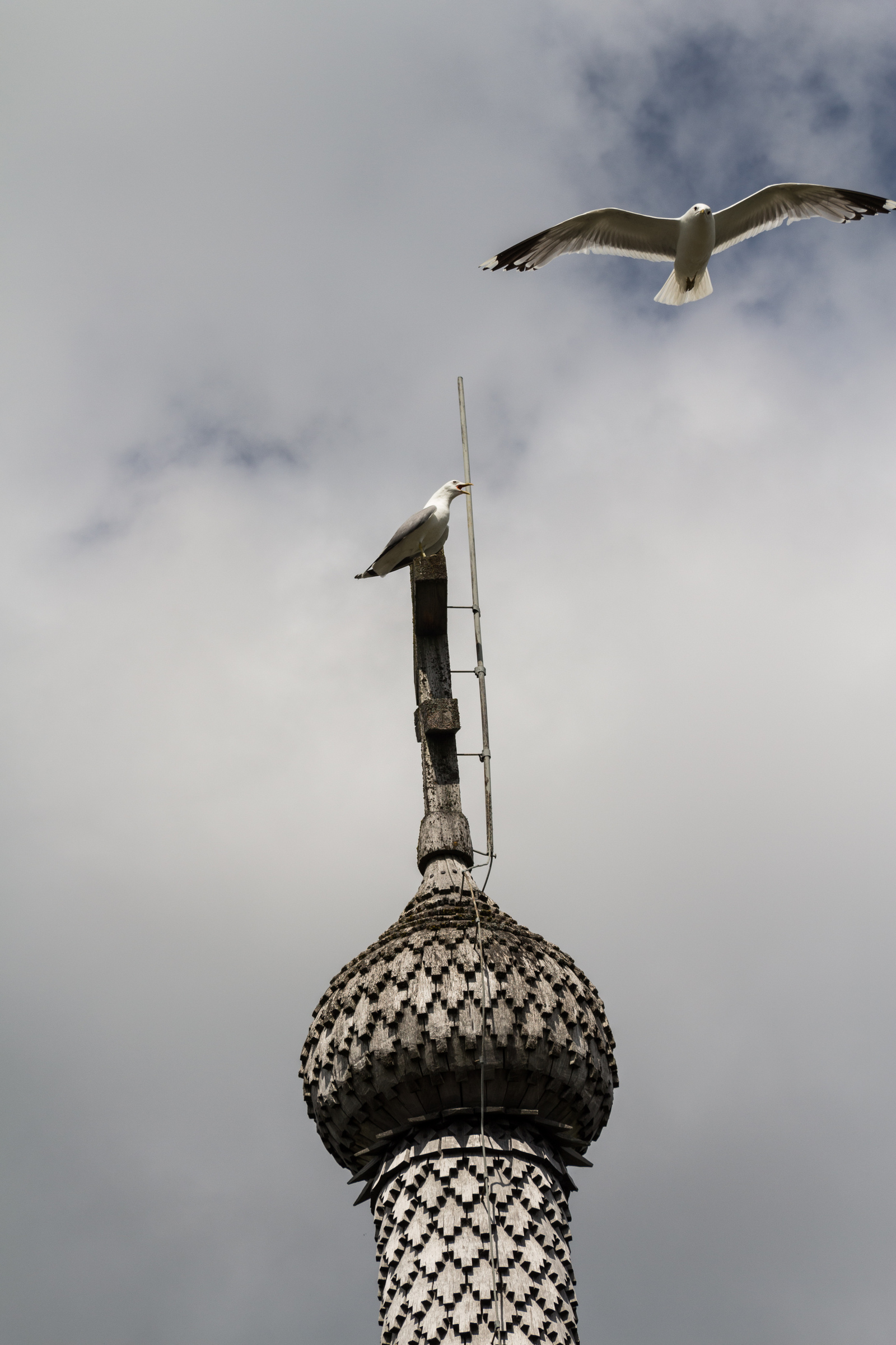 Some living creatures of Kizhi Island - My, The photo, Kizhi, Seagulls, Crow, cat, Canon 650d, 18-135, Church, Longpost