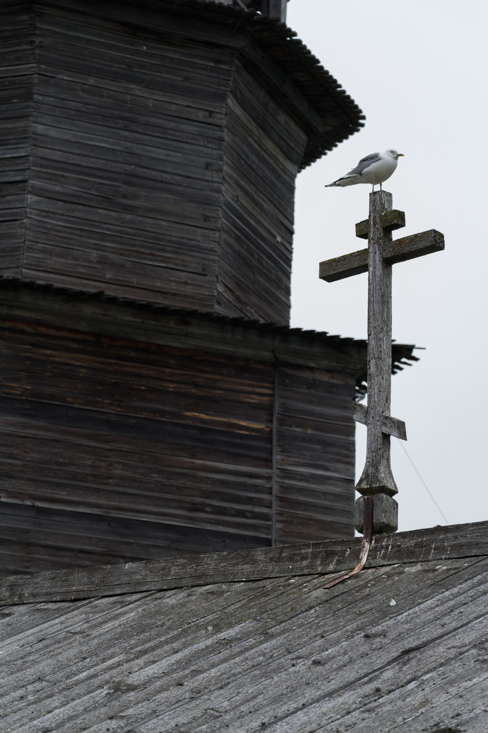 Some living creatures of Kizhi Island - My, The photo, Kizhi, Seagulls, Crow, cat, Canon 650d, 18-135, Church, Longpost