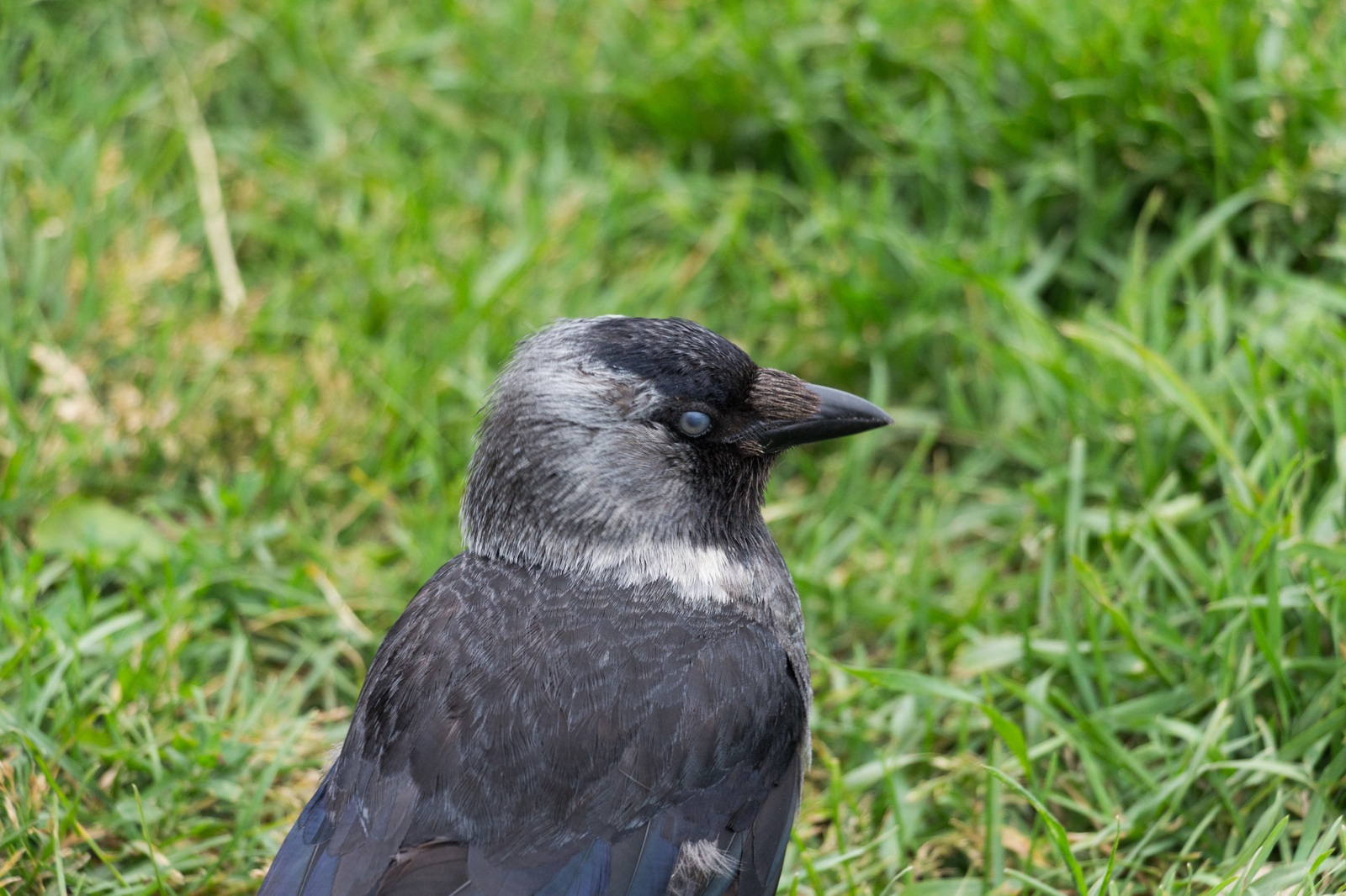 Some living creatures of Kizhi Island - My, The photo, Kizhi, Seagulls, Crow, cat, Canon 650d, 18-135, Church, Longpost