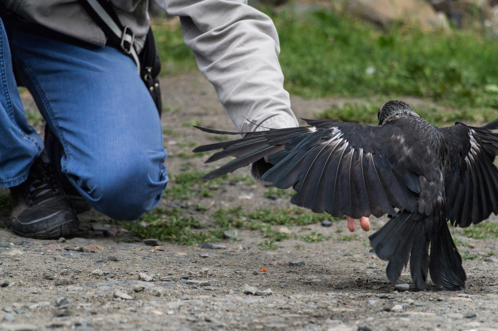 Some living creatures of Kizhi Island - My, The photo, Kizhi, Seagulls, Crow, cat, Canon 650d, 18-135, Church, Longpost