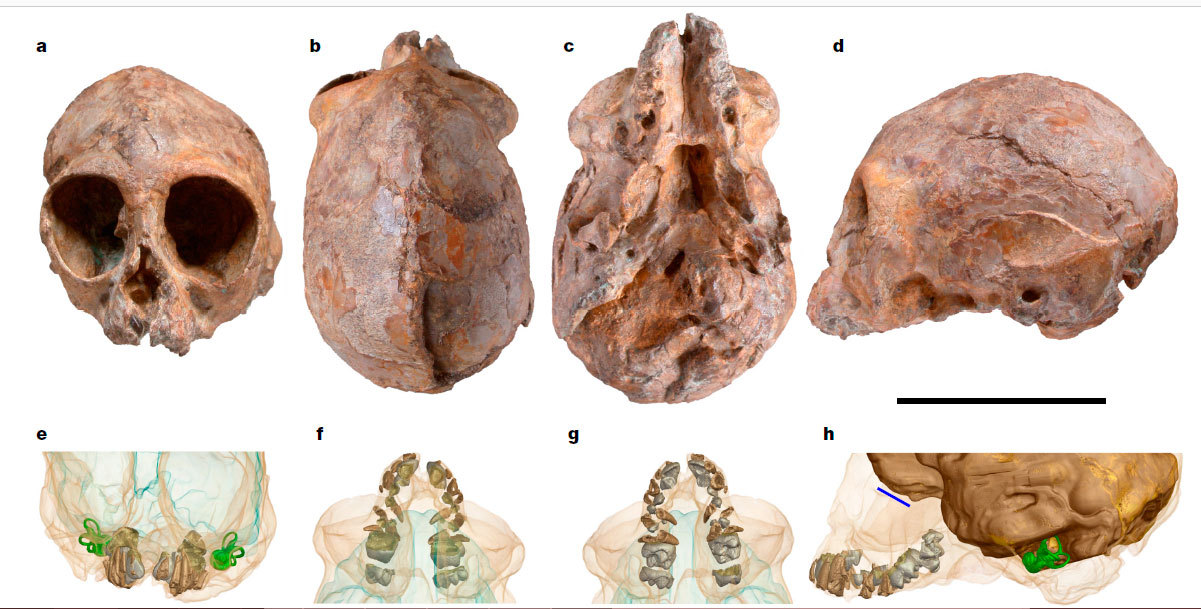 Is Alesya a common ancestor of anthropoids? - Anthropogenesis, Anthropogenesis ru, Alexander Sokolov, , Africa, Archaeological finds, Video, Longpost