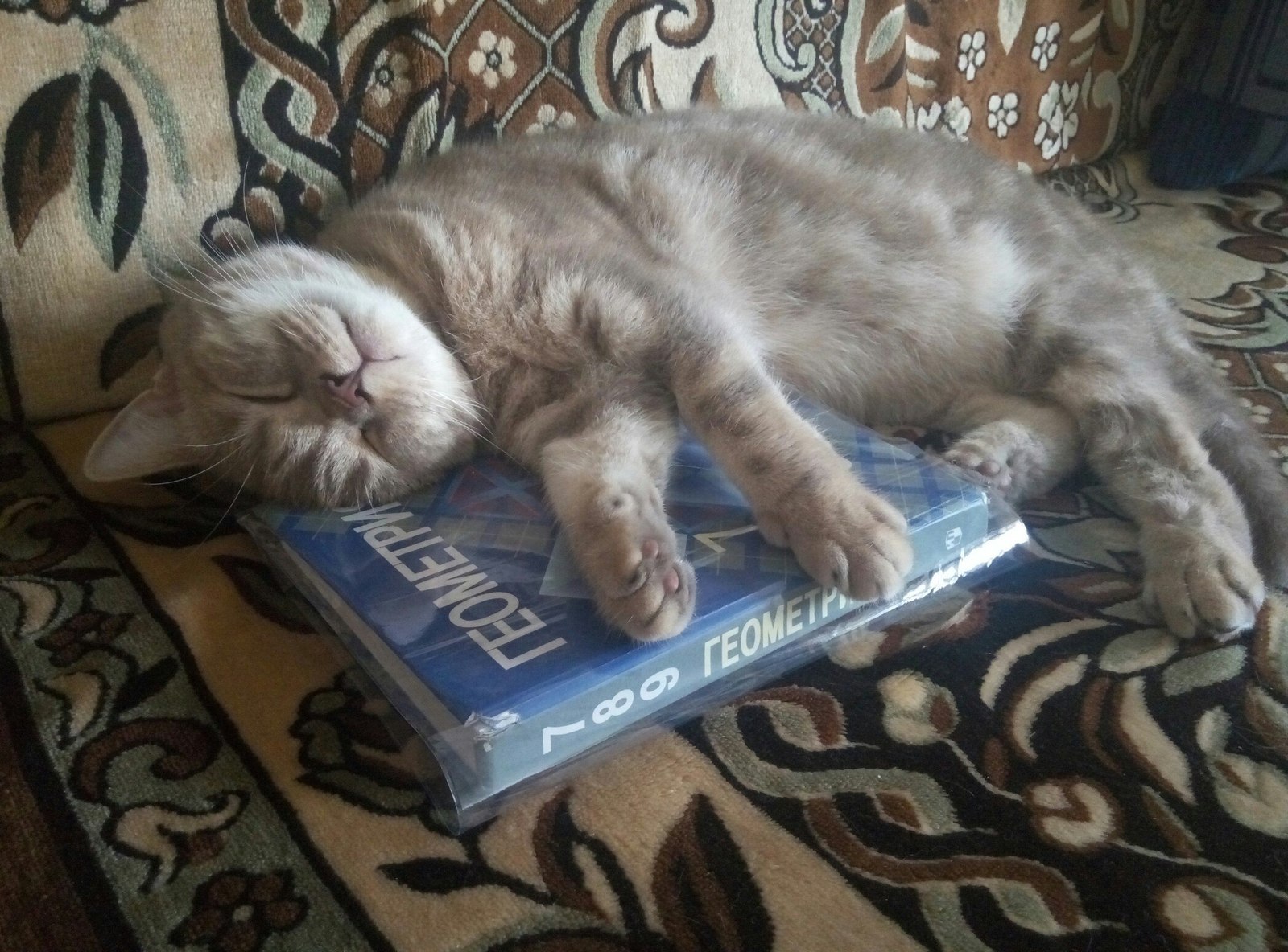 When your kitty loves geometry so much he even sleeps with it - My, cat, Books, Geometry, Dream