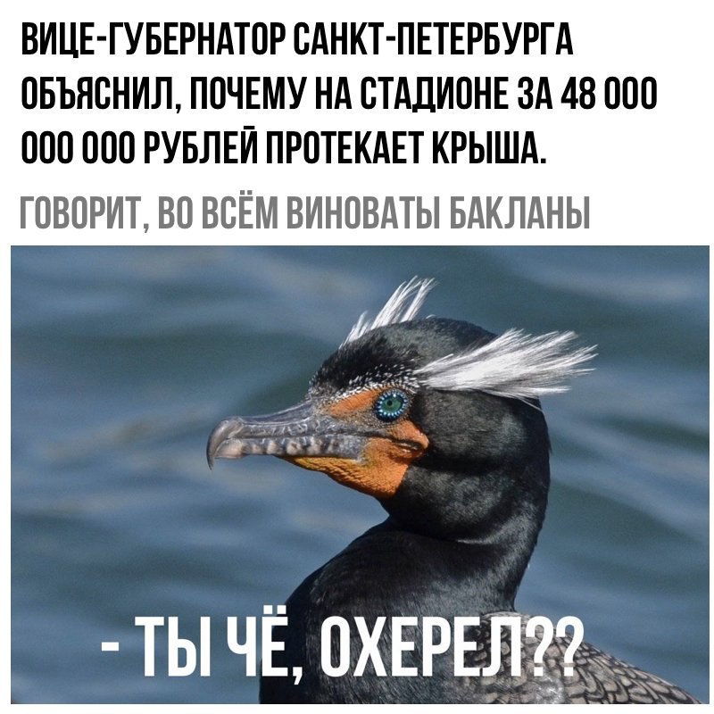 It's all the cormorants' fault - Corruption, Gazprom arena, cormorant, In contact with