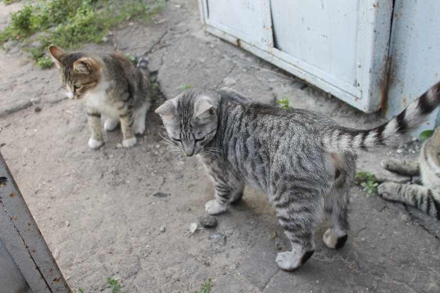 Мой личный Котоленд 89 - Моё, Кот, Приют, Помощь, Липецк, Котоленд, Длиннопост, Приют Котоленд