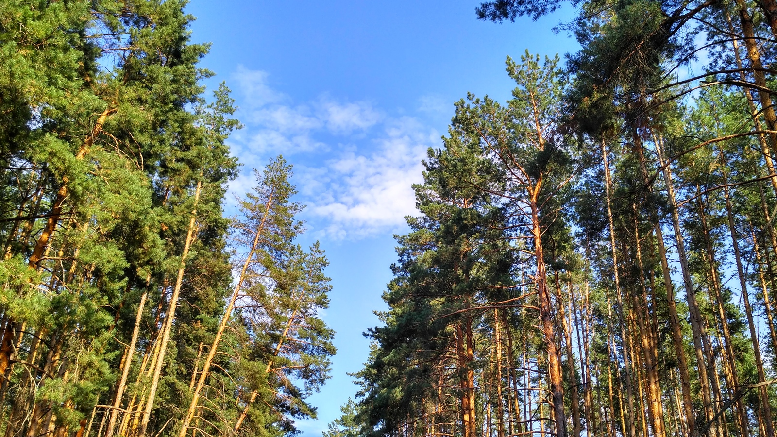 rural spaces. - My, Voronezh region, The photo, Enthusiasm, Nature, Village, Landscape, Longpost