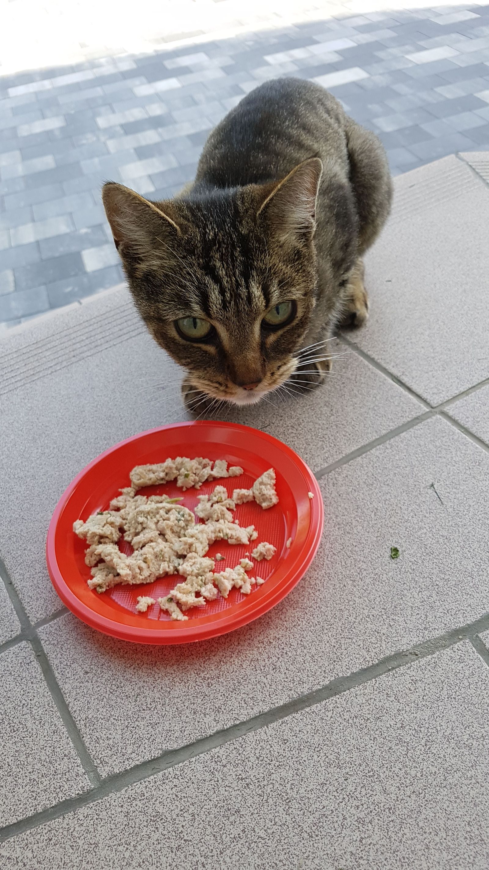 Found cat Balashikha st. Nikolskaya - My, Found a cat, cat, Kitten found, Balashikha, , Longpost