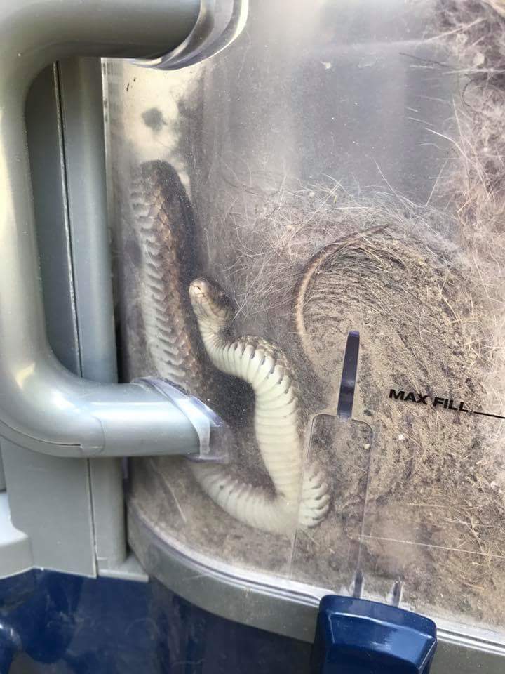 When I vacuumed under the sofa - The photo, Snake, A vacuum cleaner