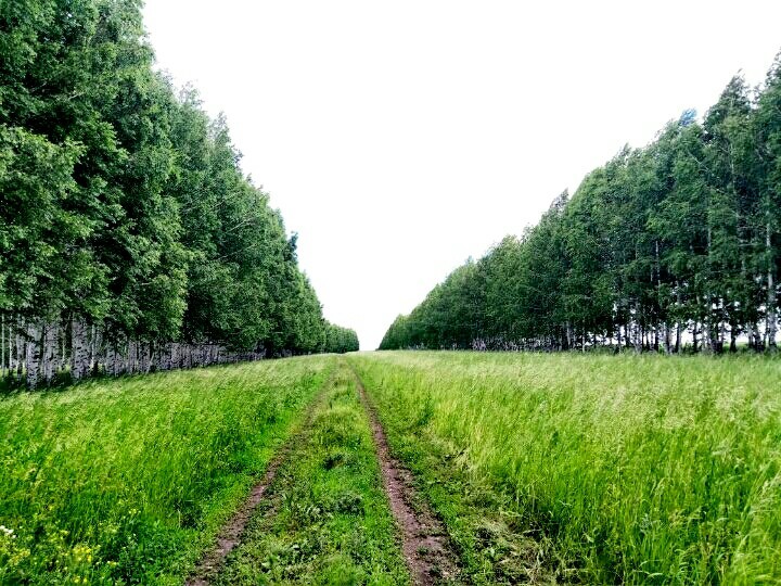 Who is the mushroom picker here? I personally like the groves themselves, I like the atmosphere there - My, beauty of nature, Protection of Nature, Longpost