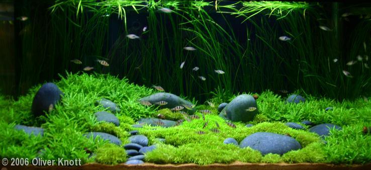 Oliver Knott - professional aquascaper - Aquarium, Aquarium, Aquascape, , Longpost