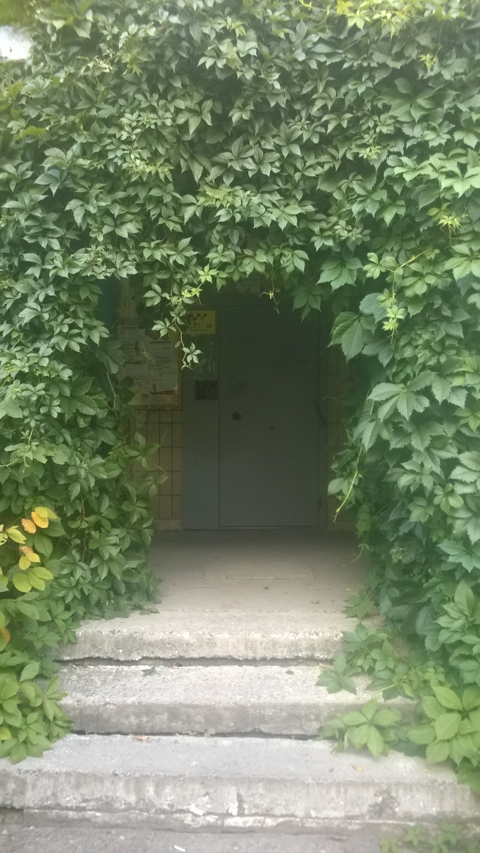 The entrance to which you want to return - My, Greenery, beauty, Entrance