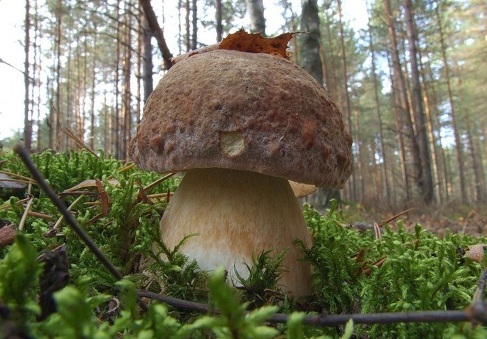 Mushroom - Mushrooms, 