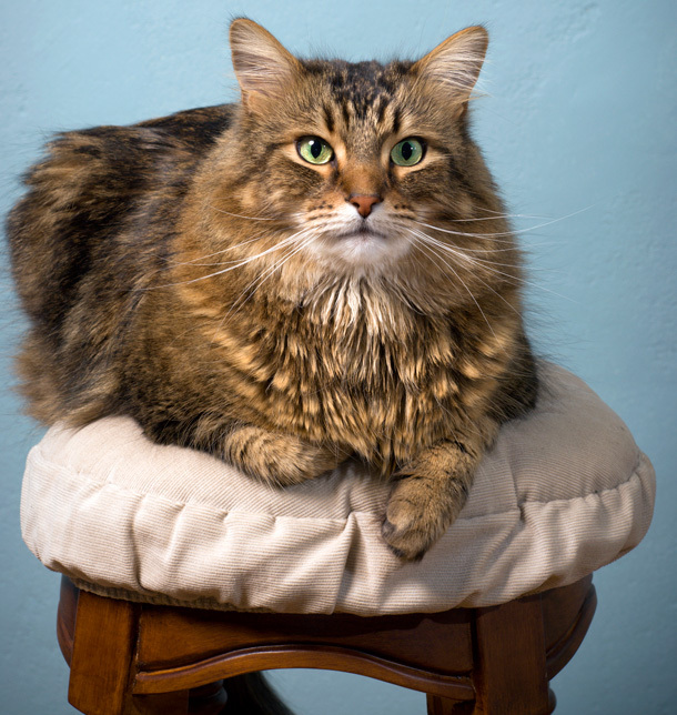 Cat-Loaves - cat, Loaf, Longpost