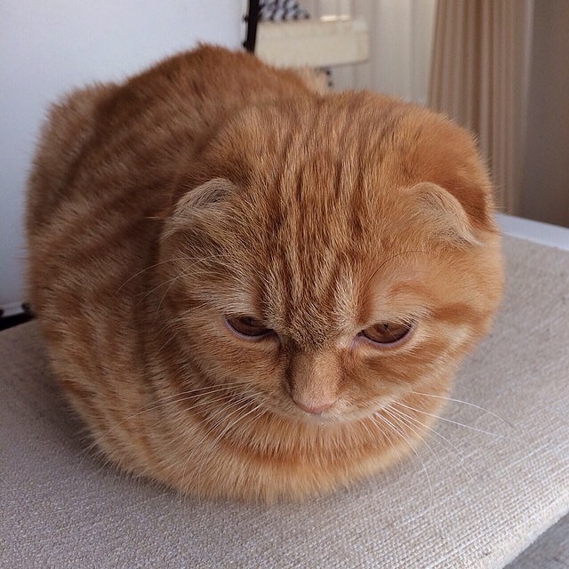 Cat-Loaves - cat, Loaf, Longpost