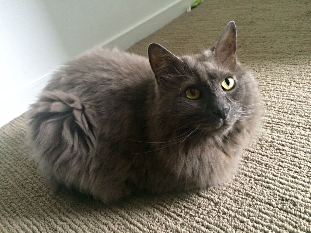 Cat-Loaves - cat, Loaf, Longpost