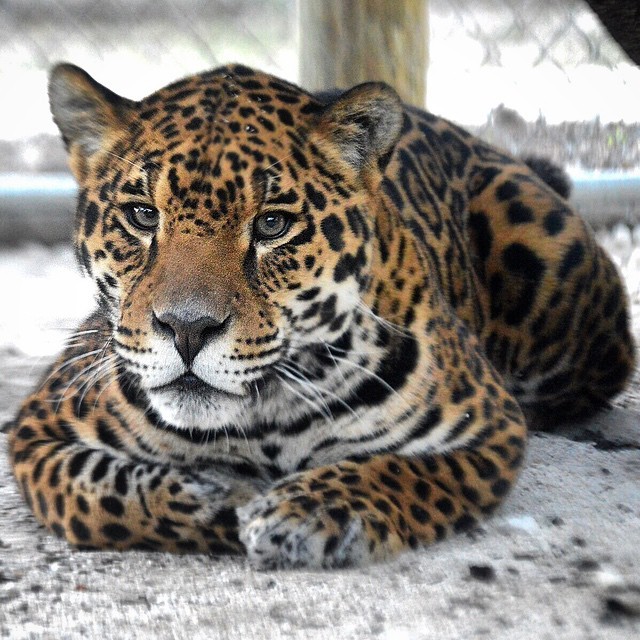 Big Cat Loaves. - Loaf, Tiger, Serval, Jaguar, Lynx, Snow Leopard, Longpost