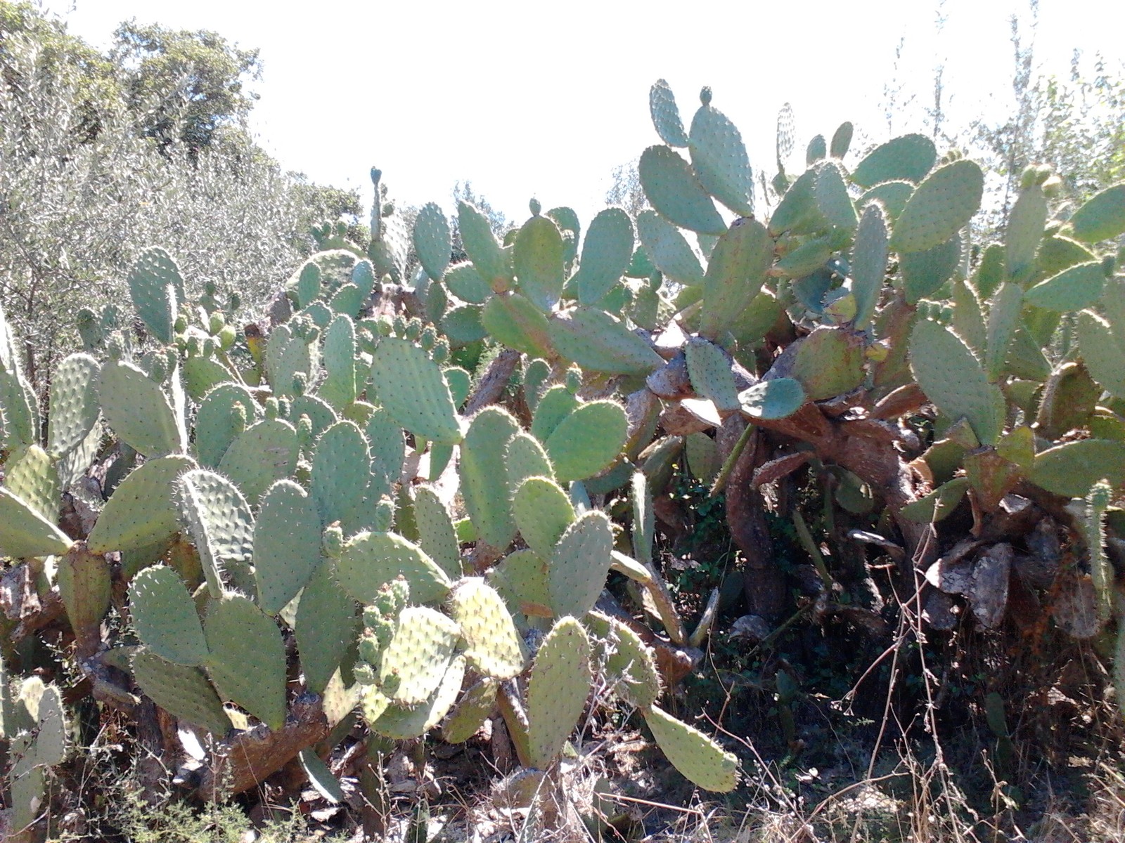 They pricked, cried, but continued ... - My, Cactus, , Greece, Ouch, My, Longpost