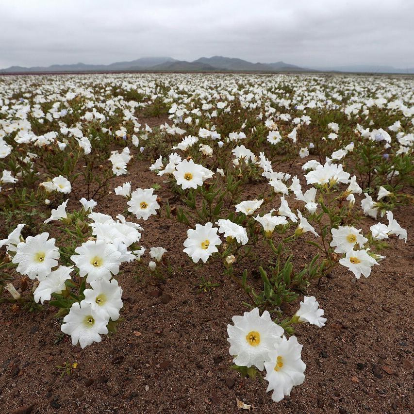 The world's driest desert, the Atacama Desert, has blossomed after winter rain showers. - Desert, Atacama Desert, Longpost