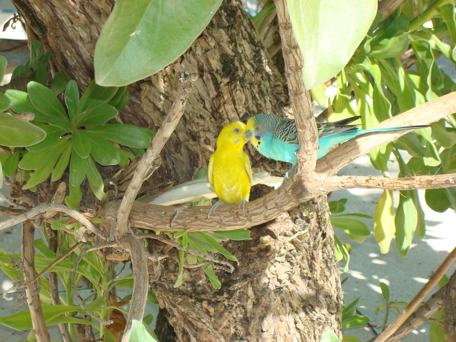 Parrots in the Maldives - My, Budgies, Maldives, , 