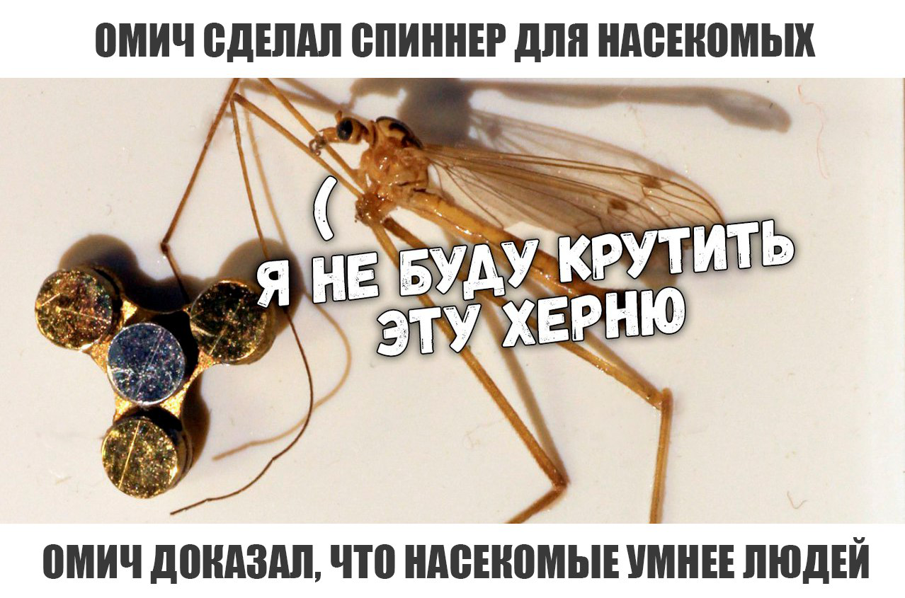 Fresh news from Omsk - Omsk, Spinner, Insects