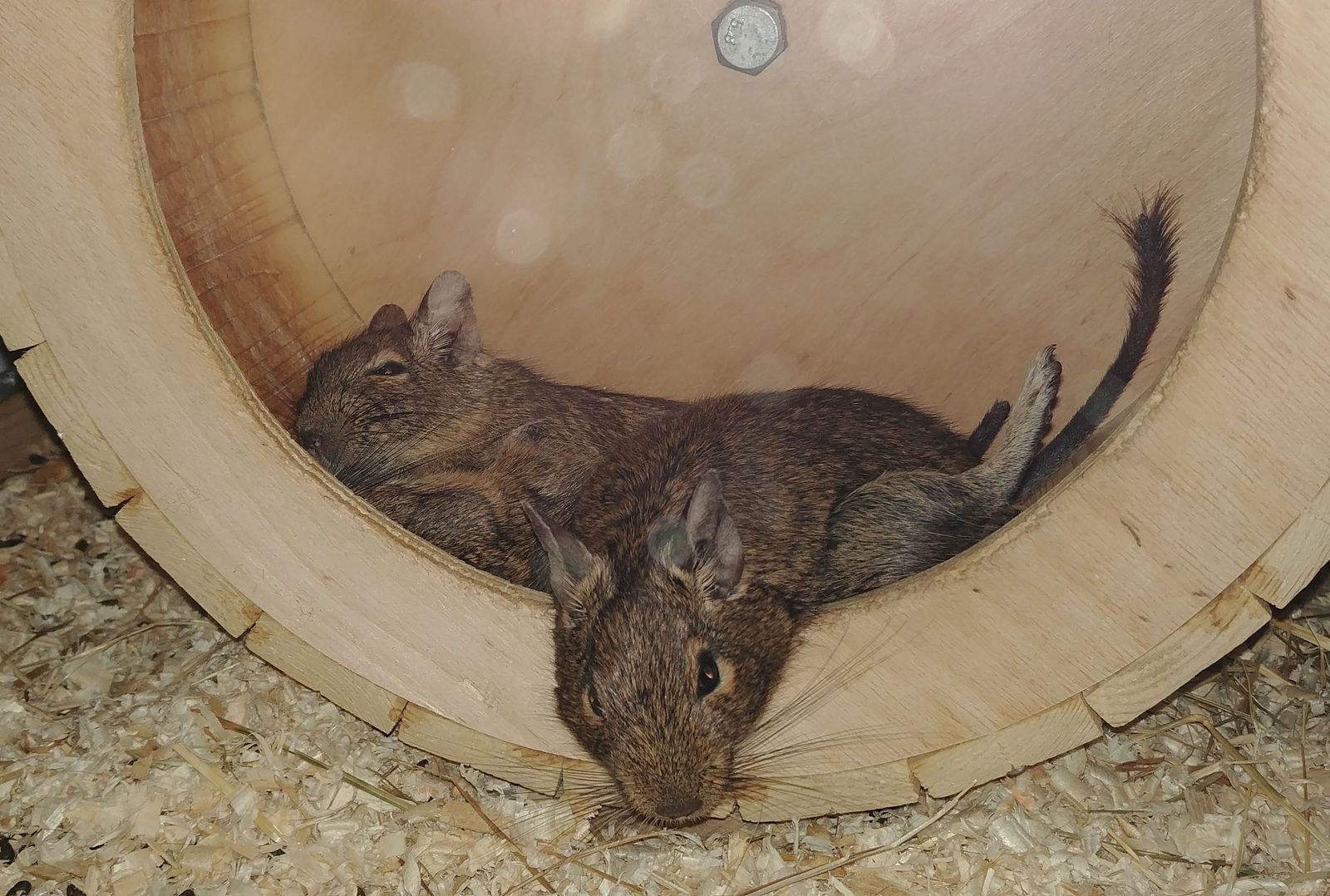 The fluffy trio are resting in the wheel - My, Degu, Pets, Milota, The photo, 