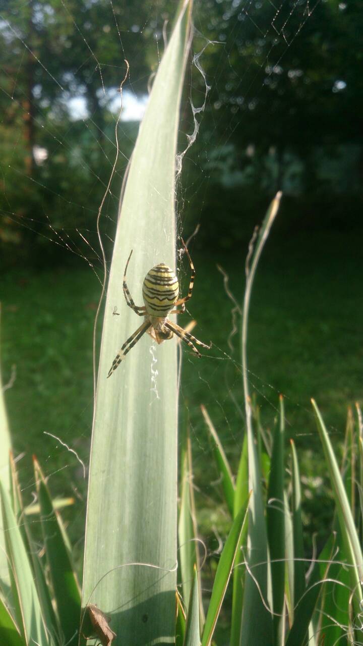 Spider in my garden - My, Spider, Web, Garden, Yucca, Summer