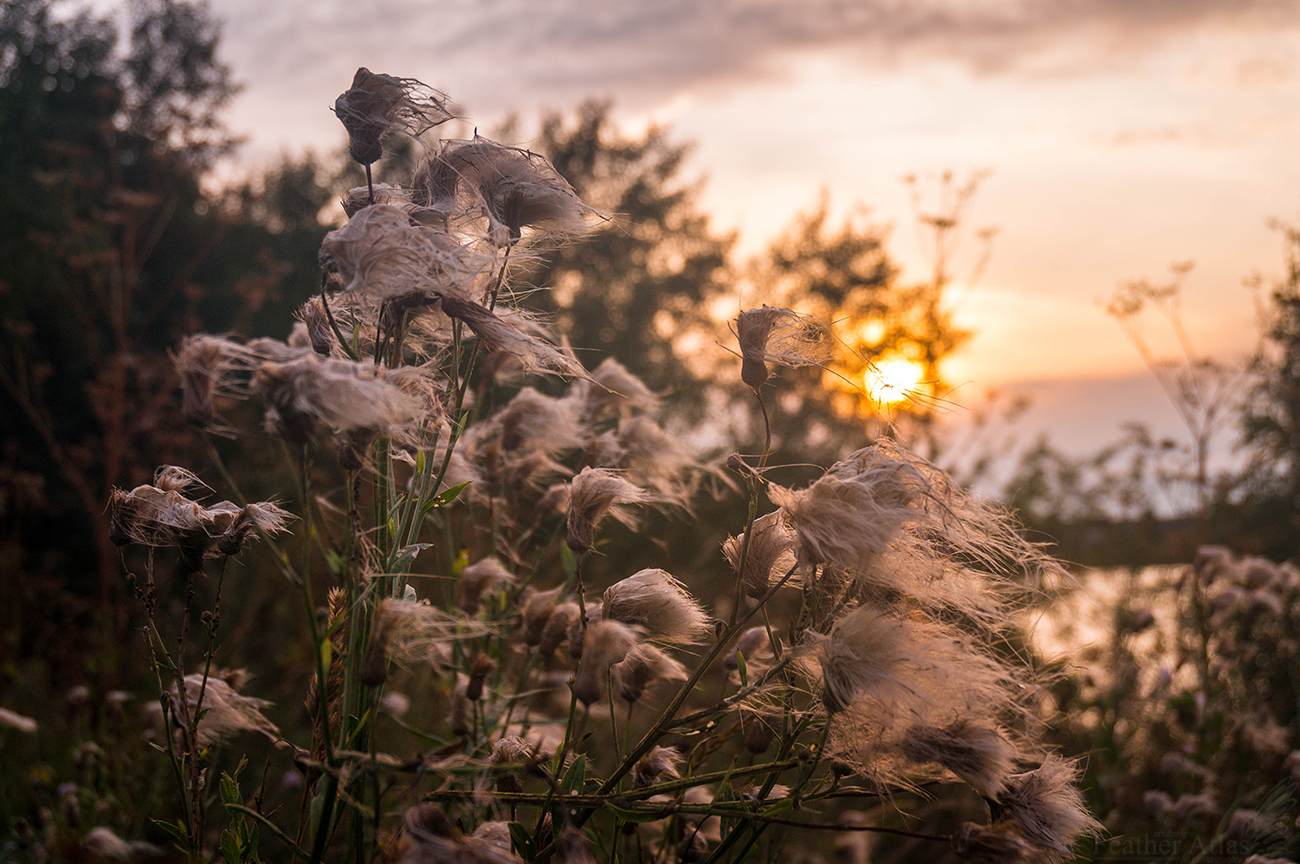 Last Summer Friday 2017 - My, Featheratlas, Nature, Landscape, Flowers, August, Summer, Volga, Sunset, Longpost, Volga river