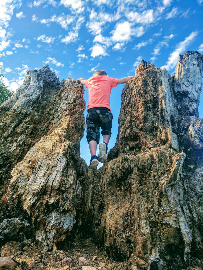 This rotten stump looks like giant rocks - The photo, Boy, Giants