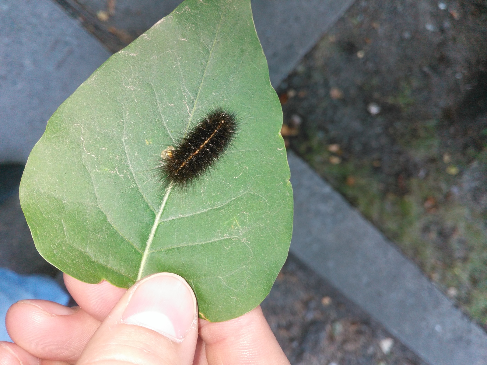 fluffy caterpillar - My, Caterpillar, Insects, The photo