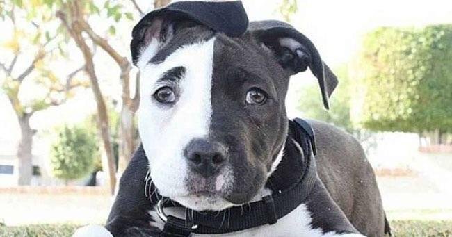 Two-faced - Pitbull, Color, Dog