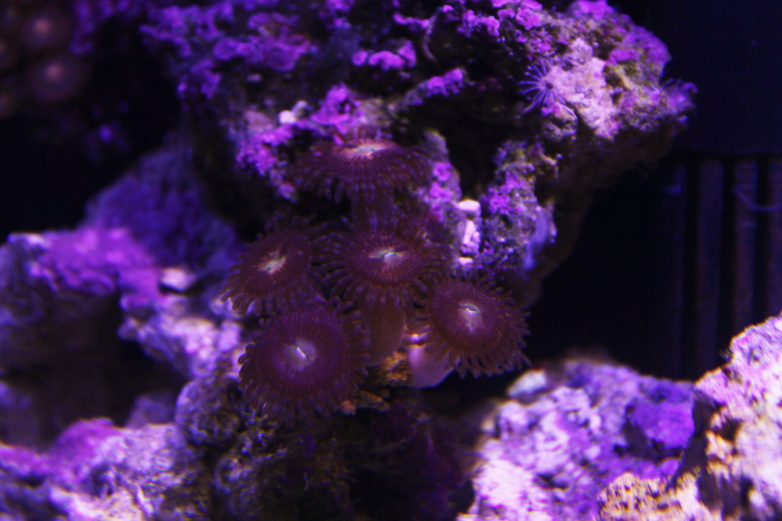 The practical side of starting a marine nano aquarium - My, , Reef, Nanotechnology, Aquarium, Longpost